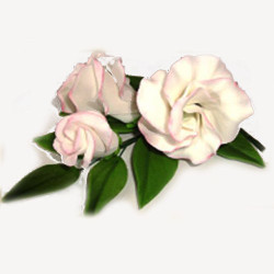 Гілочка еустоми