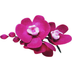 Гілочка орхідеї малинова