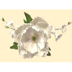 Букет піона №2 білий з дзвоник / 8шт