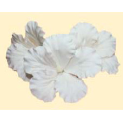 Набір гібіскусів білих D = 100 (3шт) / 6шт