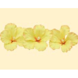 Набір гібіскусів лимона D = 100 (3шт) / 6шт