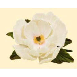 Піон білий D=100 з листочками (8уп/ящ) бл