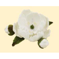 Піон білий D = 90 з бутонами / 8шт