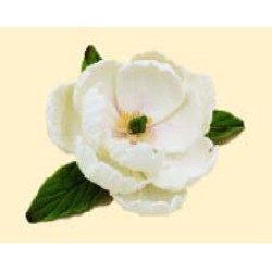 Піон білий D = 90 з листочками / 8шт