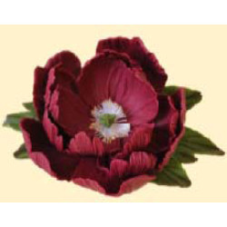 Піон бордовий D=100 з листочками (8уп/ящ) бл