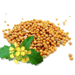 Гірчиця насіння (Вагова)