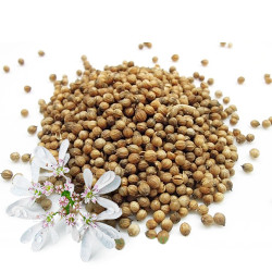 Коріандр цілий (ваговий)