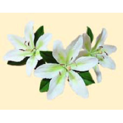 Лілія тонована салатова L=60мм з листочками (3шт/8уп/яш) бл