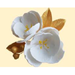 Магнолія біла з золотим листям / 8шт