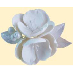 Магнолія біла з срібнім листям / 8шт