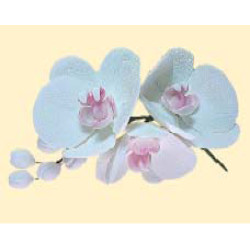 Гілочка орхідеї білої / 8шт