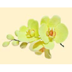 Гілочка орхідеї лімонної / 8шт