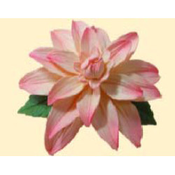 Жоржина персикова тонована з листочками /14шт