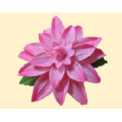 Жоржина рожева з листочками / 14шт