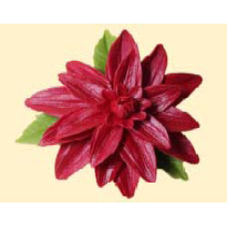 Жоржина темно-червона з листочками / 14шт