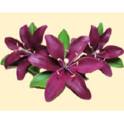 Лілія бордова L=60 з листочками (3шт/8уп/ящ) бл