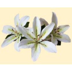 Лілія лимонна L=80мм з листочками (3шт/6уп/ящ) бл