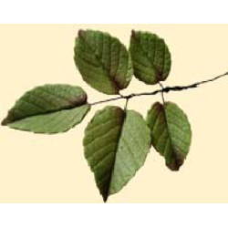 Гілочка листка троянди L = 90 (5шт) / 20шт