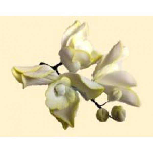 Гілочка орхідеї № 1 тонована лимонна / 8шт