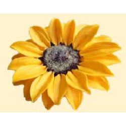 Соняшник / 8шт