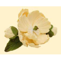 Піон ванільний D = 90 з бутонами / 8шт